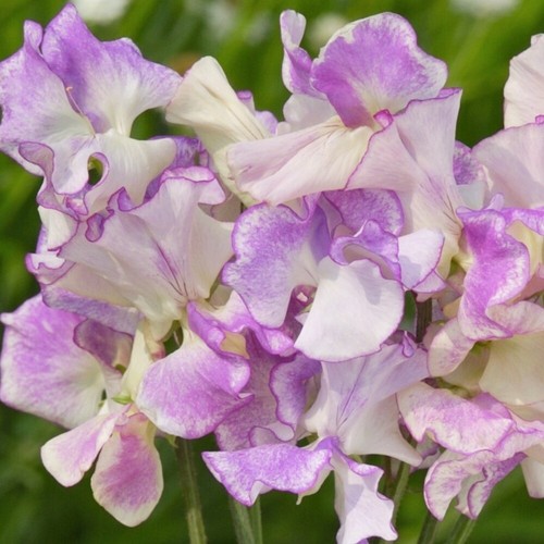 Duftwicke lilac ripple 20 - duftwicke, 'lilac