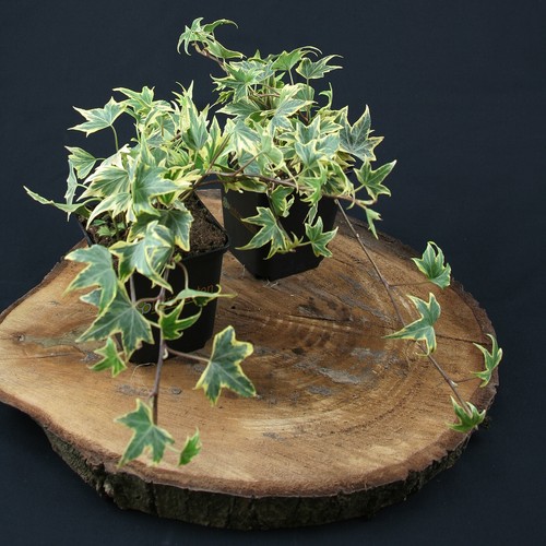 Gelbbunter efeu hedera yellow - hedera,